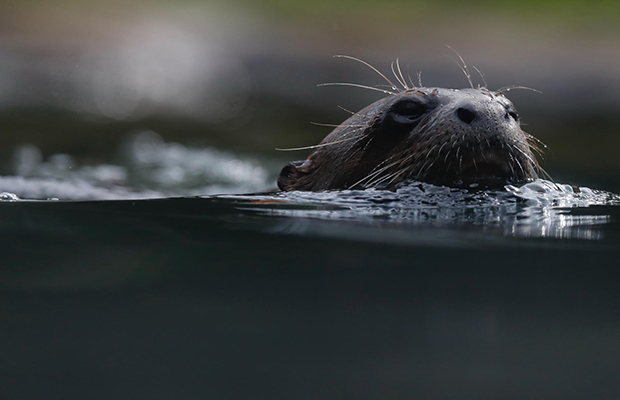 Documentan el primer avistamiento de una nutria en un siglo en el río Bronx (Nueva York)