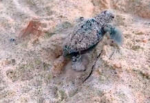 Eclosiona segundo nido de tortugas en Choroní