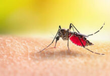 El ambiente y la especie de mosquito determinan la circulación de la malaria