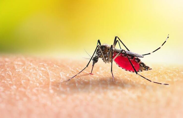 El ambiente y la especie de mosquito determinan la circulación de la malaria