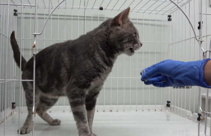 El origen de la 'tarjeta de visita' química de la orina de los gatos estaría en el riñón