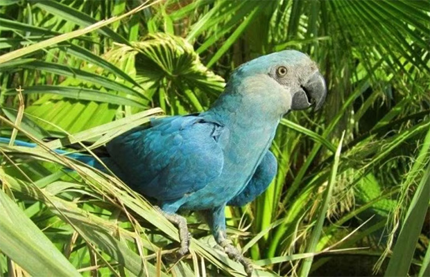 El zoológico belga que bate récords logra criar los tres tipos de guacamayo azul del mundo