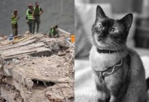 Falleció Félix, el gato rescatado tras 37 días bajo escombros en La Guaira