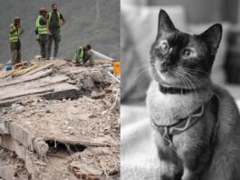 Falleció Félix, el gato rescatado tras 37 días bajo escombros en La Guaira