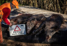 Finlandia detecta once nuevos casos de peste porcina en jabalíes hallados muertos
