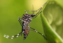 Florida registra los primeros tres contagios locales de dengue en EEUU este 2026