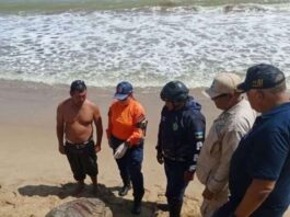 Hallan muerta tortuga marina en costas de Puerto Píritu