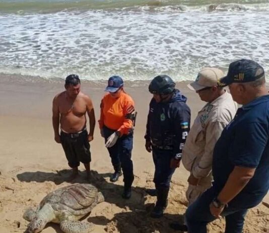 Hallan muerta tortuga marina en costas de Puerto Píritu