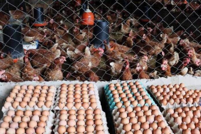 Industria avícola del Zulia fortalece producción y garantiza proteínas