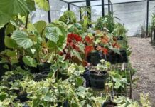 Instalan Vivero Verde Vida para reforestar cuencas hídricas en San José de Areocuar