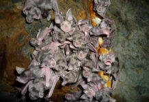 Investigadores documentan la presencia de 26 especies de murciélagos en bosque de Ecuador
