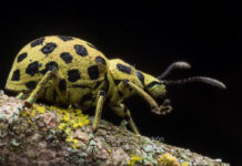 Investigadores documentan por primera vez en Ecuador el género de gorgojos ‘Cydianerus’