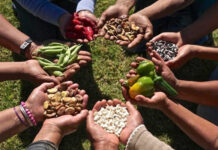 Las consecuencias de El Niño pueden agravar la inseguridad alimentaria en Latinoamérica