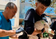 Más de 900 animales de compañía vacunados con dosis antirrábicas en Ribas
