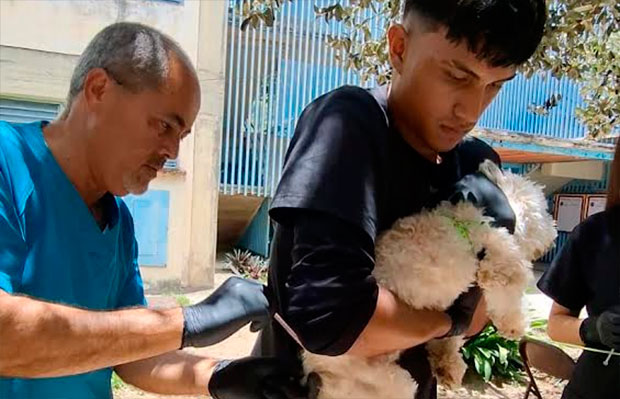 Más-de-900-animales-de-compañía-vacunados