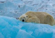 Multan a una persona en Noruega por despertar a un oso polar con la sirena de un barco