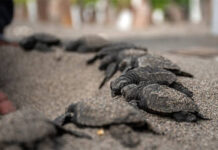Nicaragua libera 3.321 tortugas paslama en el Pacífico, especie en peligro de extinción