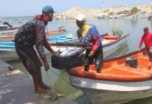 Pescadores de Caraballeda reimpulsan la faena y comercialización luego del doble terremoto