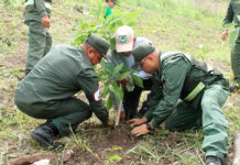 Plantan más de dos mil nuevos árboles en el parque Henri Pittier