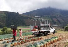 Productores merideños denuncian que el contrabando agrícola impacta a la economía