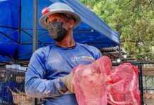 Rescatan gato bajo escombros en Caraballeda a 49 días de los terremotos