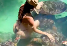 Tortuga sorprende a modelo y la muerde mientras nadaba