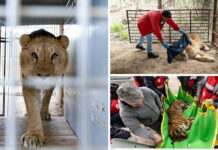 Treinta tigres y leones rescatados en Argentina viajan a EE.UU. y Sudáfrica