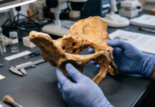 Un estudio sobre neandertales cuestiona la teoría clásica sobre el parto y la marcha bípeda