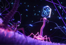 Un sistema de IA diseña, desde cero, genomas funcionales de bacteriófagos