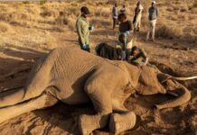 Una polémica envuelve la misteriosa muerte de 18 elefantes en Kenia