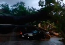 Árbol cae sobre un vehículo y deja herida a una mujer embarazada en el norte de Valencia