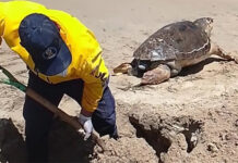 Autoridades entierran el cadáver de una tortuga marina en Playa La Isleta