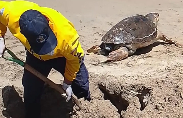 Autoridades entierran el cadáver de una tortuga marina en Playa La Isleta