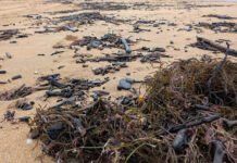 Avances en el conocimiento del genoma de las pequeñas pero necesaria algas diatomeas