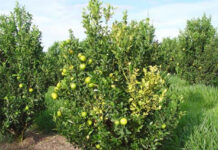 Científicos de EEUU crean un árbol resistente a una grave enfermedad que mata los cítricos