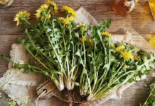 Científicos rusos identifican plantas con potencial para tratar la diabetes