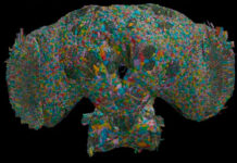 ¿Cómo el cerebro de las moscas puede ofrecer pistas sobre el comportamiento de los seres humanos?