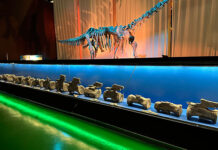 Descubren en España el primer diplodocus identificado fuera de Norteamérica