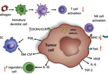 Desvelan el mecanismo que hace que el sistema inmunitario ayude al crecimiento de un tumor