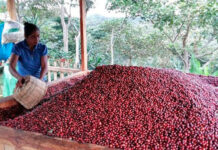 Economía local de Guárico se fortalece con producción de café gourmet