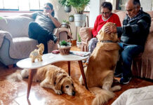 El 64 % de los peruanos tiene mascota en casa, especialmente en los Andes por seguridad