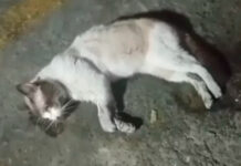 Envenenan a siete gatos comunitarios en Carabobo