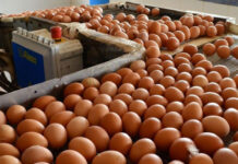 Fenavi afirma que producción nacional cubre 100 % del abastecimiento de pollo y huevo