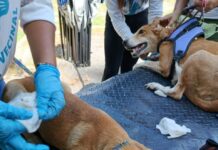 Jornada veterinaria también atendió a las mascotas en la Urb. San Jacinto