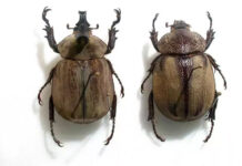 Investigadores descubren una nueva especie de escarabajo en los páramos de Ecuador