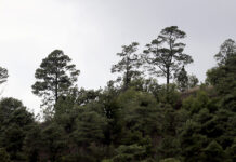 Los pinos exóticos del hemisferio sur crecen más rápido y son más resistentes a la sequía