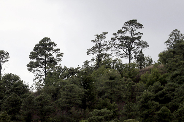 Los pinos exóticos del hemisferio sur crecen más rápido y son más resistentes a la sequía