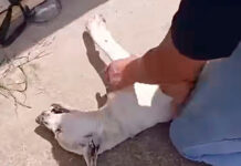 ¡Perro murió asfixiado! Investigan presunto caso de maltrato animal en Cagua