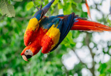Piden evitar captura de guacamayas ante temporada de vuelo de pichones