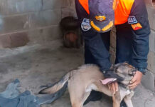 Rescatan a canino víctima de maltrato en Caña de Azúcar